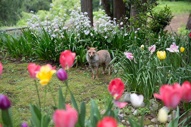 花の家のお庭に来たキツネ