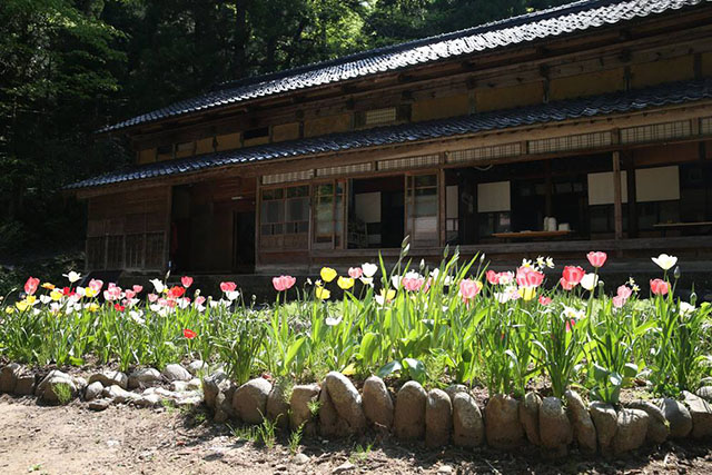 お庭に咲くチューリップ