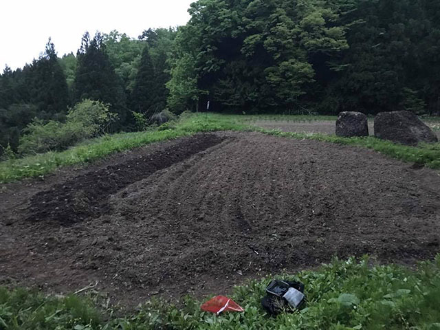畑におじゃがを植える