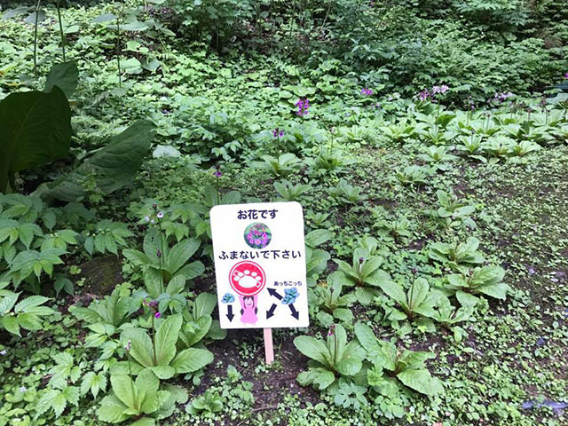 お庭のくりんそう