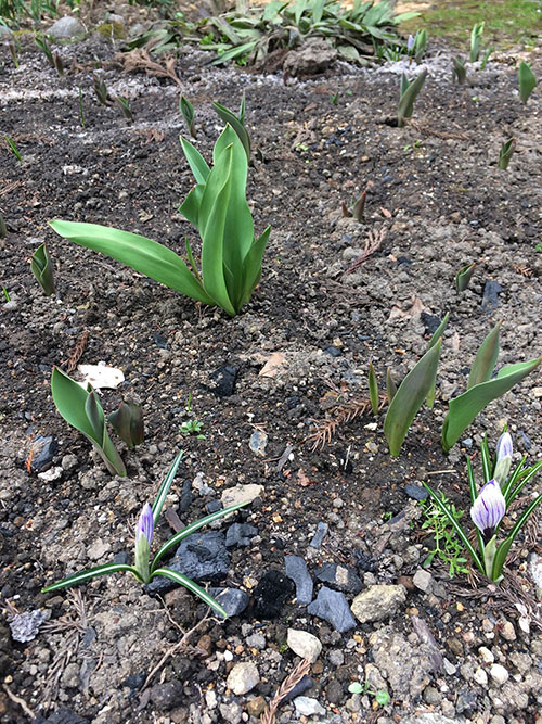 芽の出た花壇