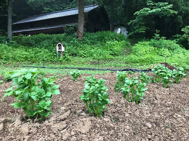 育っているおジャガ