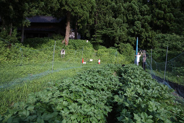 畑全体がサル網に囲われている