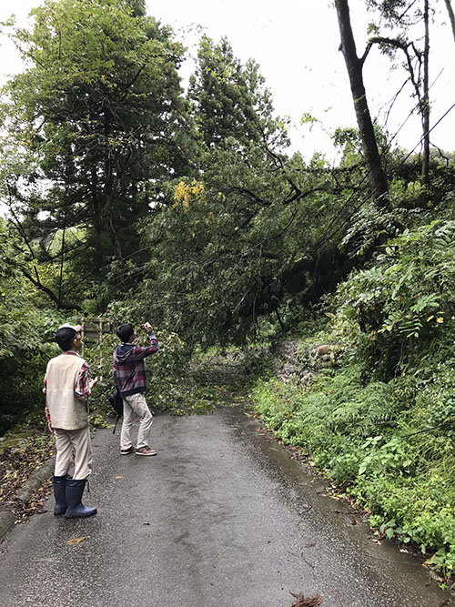 倒れて道路に覆い被さってる倒木
