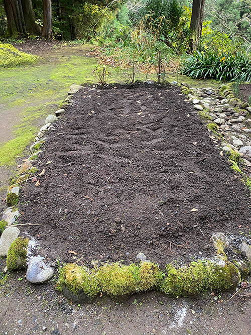 チューリップを植えた花壇