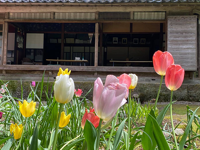 ひからびたチューリップ