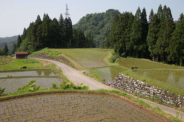 田植えの済んだ棚田